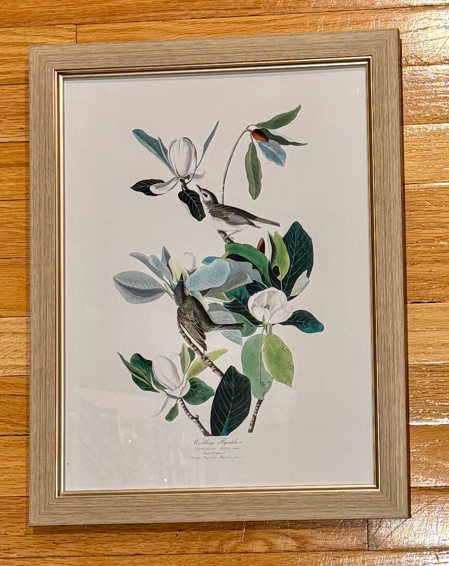 Warbling Flycatcher Birds John James Audubon Wall Art