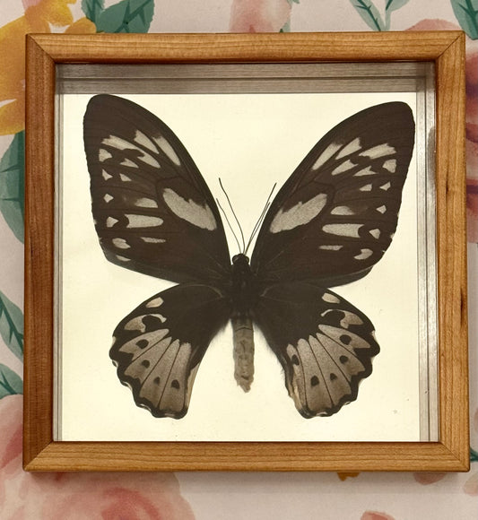 Framed Birdwing Butterfly Specimen in Shadow Box