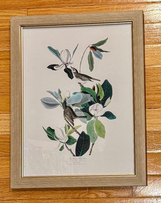 Warbling Flycatcher Birds John James Audubon Wall Art